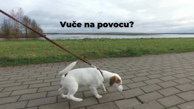 Naučite kako da pravilno vaspitate psa – Screenshot 2