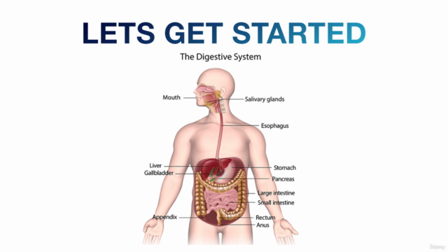 Intestinal Gut Health - Digestion System Master Class (TM) – Screenshot 1