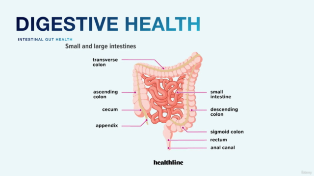 Intestinal Gut Health - Digestion System Master Class (TM) – Screenshot 3