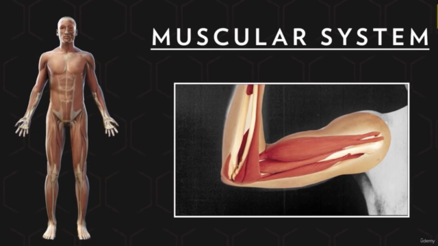 Muscles & Protein Importance Master Class (TM) - Screenshot_01
