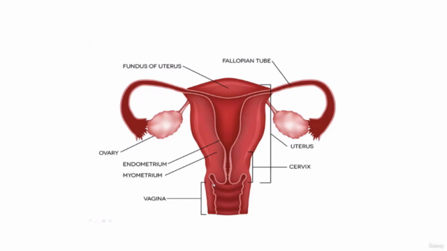 PCOS (Polycystic Ovary Syndrome) & PCOD Master Class (TM) – Screenshot 3