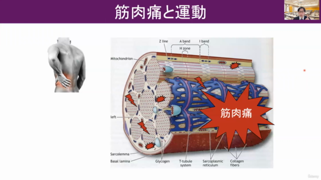 【カラダの神秘】筋力・筋肉痛の「なぜ?」がわかる(基礎知識/医療・スポーツ系業界向け) – Screenshot 1