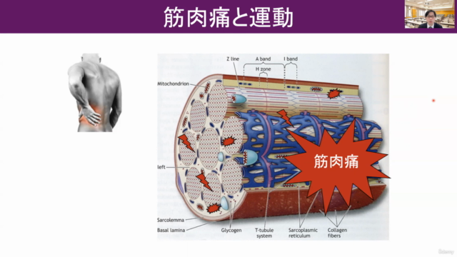 【カラダの神秘】筋力・筋肉痛の「なぜ?」がわかる(基礎知識/医療・スポーツ系業界向け) – Screenshot 2