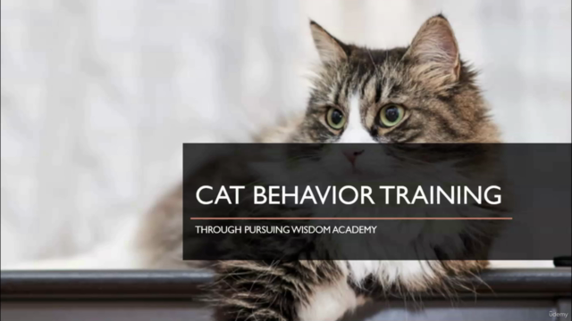 Positive Cat Training Methods - Screenshot_01