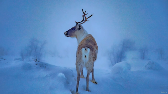 Saami Mythology, Lapland's Gods, Goddesses Magical Creatures – Screenshot 4