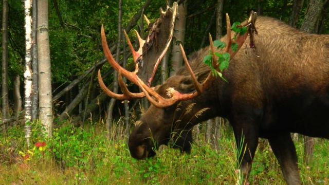 Animal Myths and Legends In Finnish Folklore – Screenshot 1