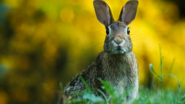Animal Myths and Legends In Finnish Folklore – Screenshot 2