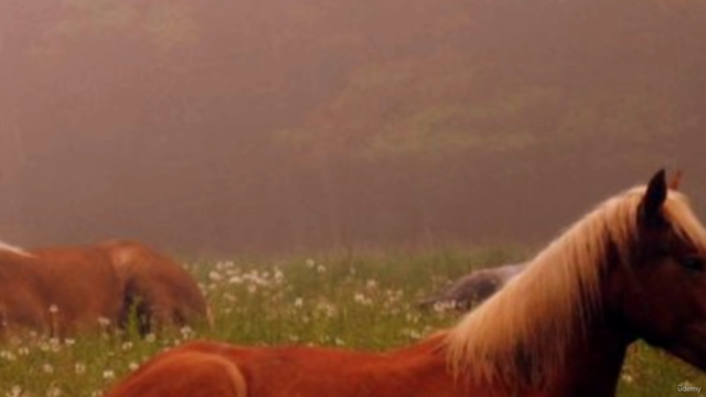 Animal Myths and Legends In Finnish Folklore – Screenshot 4