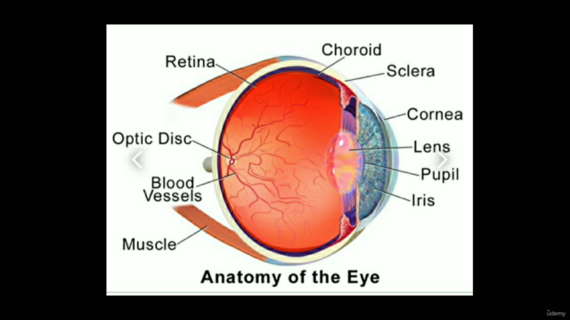 Healthy Eyes (Eye Yoga: The must for all of us) – Screenshot 4