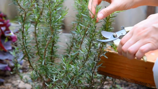 Diploma: In Herbalism, Natural Medicine & Anatomy (ACCRED) – Screenshot 1