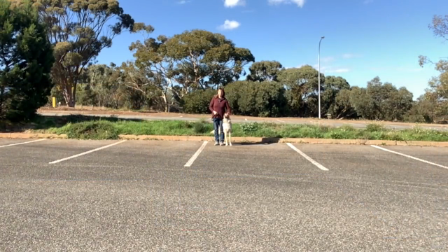 Training Your Dog In Rally For Beginners - Start To Finish – Screenshot 1