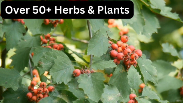 Beginners Herbalism World Encyclopedia Training Guide – Screenshot 1