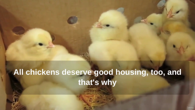 How to Keep Backyard Chickens - Screenshot_01