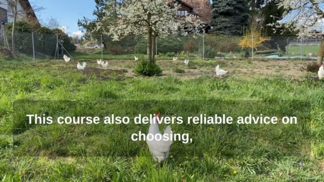 How to Keep Backyard Chickens - Screenshot_03