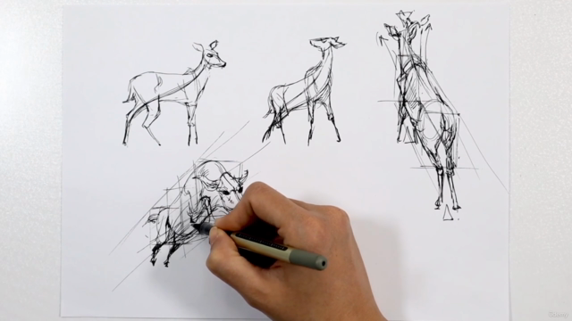 Masterclass of Animal Drawing: Beginner to Advanced – Screenshot 2