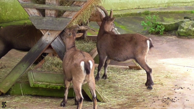 Goat Farming Master Course: हिंदी में (Learn A to Z) – Screenshot 2