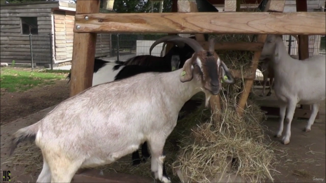 Goat Farming Master Course: हिंदी में (Learn A to Z) – Screenshot 3