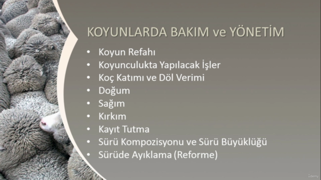 Sertifikalı Tüm Detaylarıyla Koyun Yetiştiriciliği – Screenshot 1