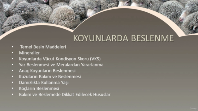 Sertifikalı Tüm Detaylarıyla Koyun Yetiştiriciliği – Screenshot 3