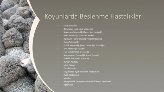 Sertifikalı Tüm Detaylarıyla Koyun Yetiştiriciliği – Screenshot 4