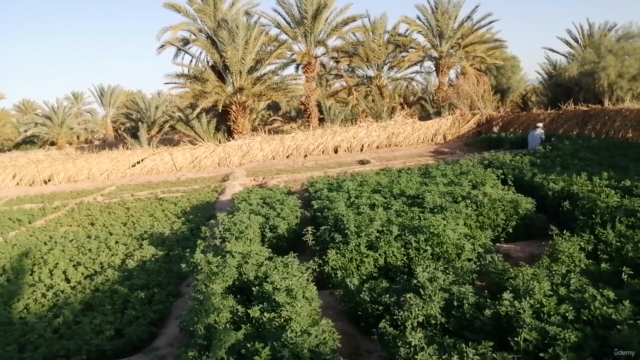Mastering Moroccan Farming Traditions - Screenshot_01