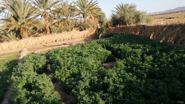 Mastering Moroccan Farming Traditions - Screenshot_02