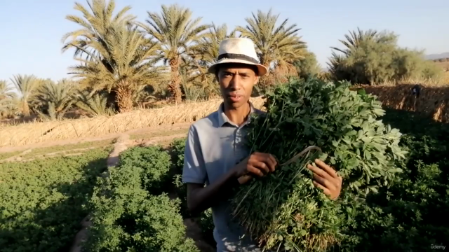 Mastering Moroccan Farming Traditions - Screenshot_03