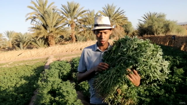 Mastering Moroccan Farming Traditions - Screenshot_04