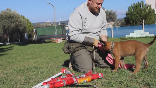 Koruma Amaçlı Doğru Köpeğin Seçimi ve Test Süreçleri – Screenshot 2