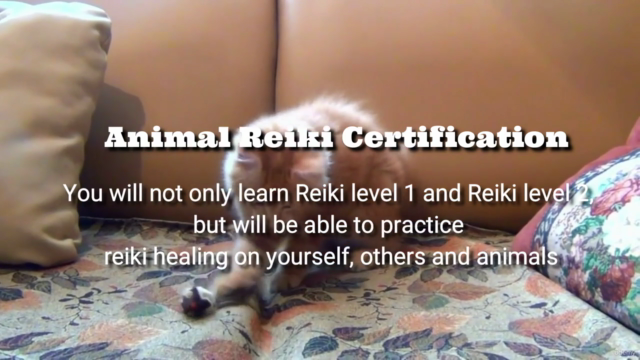 ANIMAL REIKI: Complete Animal Reiki Healing Certification! – Screenshot 1