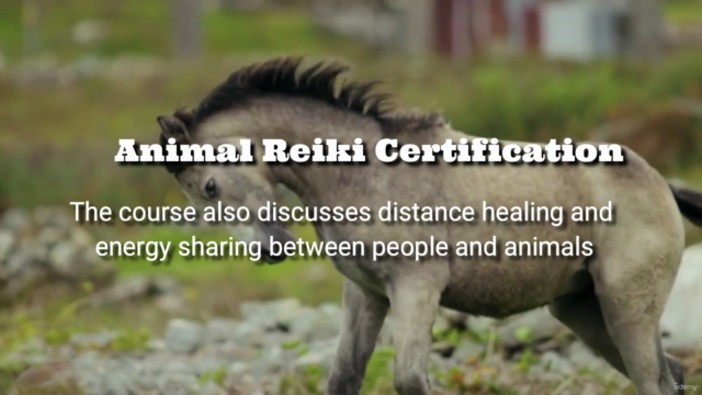 ANIMAL REIKI: Complete Animal Reiki Healing Certification! – Screenshot 3