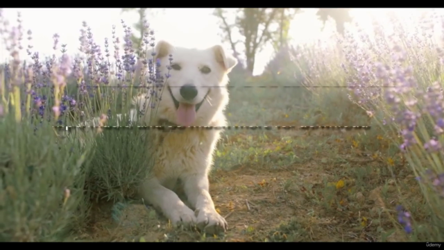 ANIMAL REIKI: Complete Animal Reiki Healing Certification! – Screenshot 4