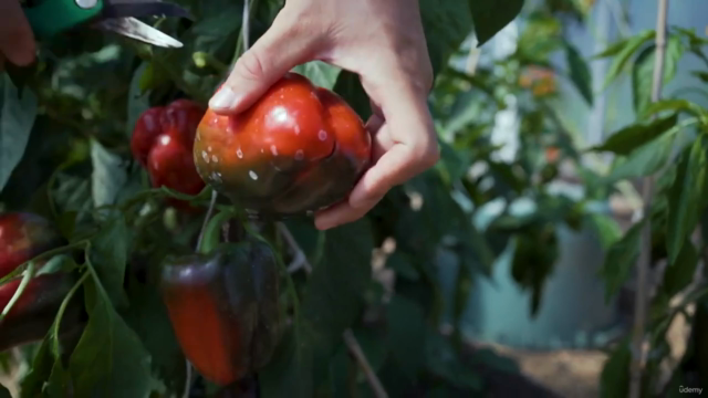 The 3-Hour Garden #2 Gardening in Practice – Screenshot 4