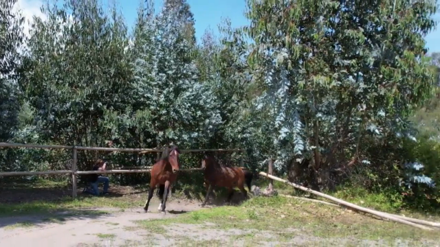 HeartMath Techniques for Horse People: a Dream Relationship – Screenshot 1