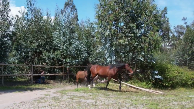 HeartMath Techniques for Horse People: a Dream Relationship – Screenshot 2