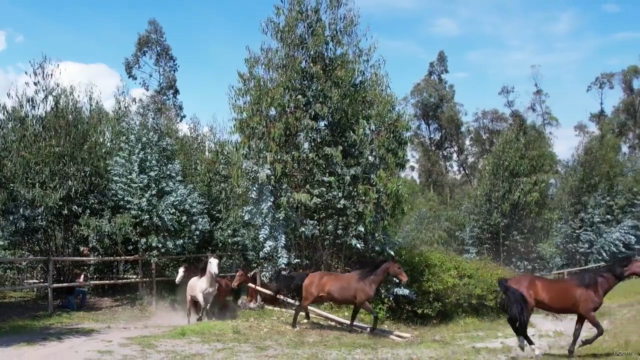 HeartMath Techniques for Horse People: a Dream Relationship – Screenshot 3