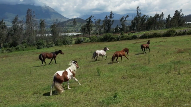 HeartMath Techniques for Horse People: a Dream Relationship – Screenshot 4
