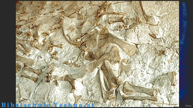 Schöpfung oder Evolution? – Screenshot 3