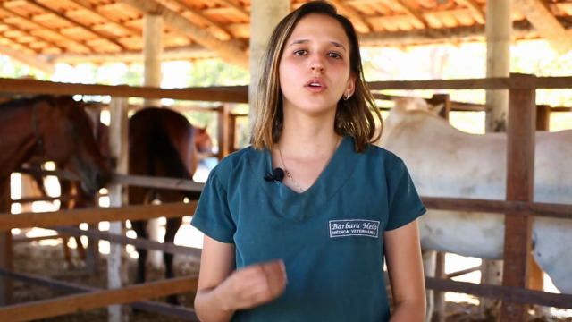 Curso de Auxiliar Veterinário Animais de Grande Porte – Screenshot 2