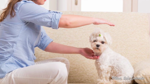 Certificación Master: Reiki Animal – Screenshot 4