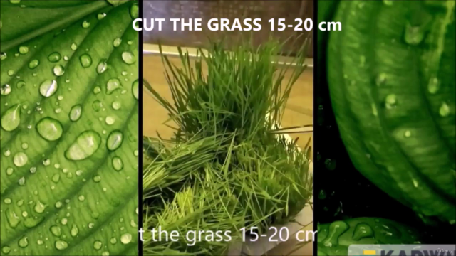Mastering the Art of Wheatgrass Juice – Screenshot 1