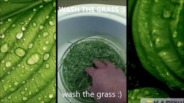 Mastering the Art of Wheatgrass Juice – Screenshot 2