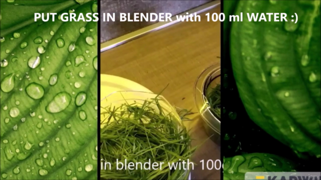 Mastering the Art of Wheatgrass Juice – Screenshot 3