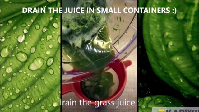 Mastering the Art of Wheatgrass Juice – Screenshot 4