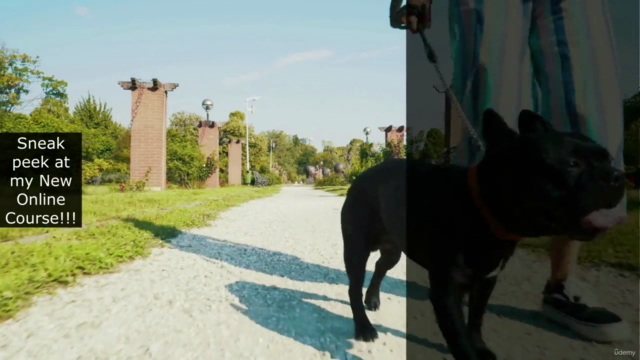 Dog Walking Business The Perfect Guide for New Entrepreneurs – Screenshot 2