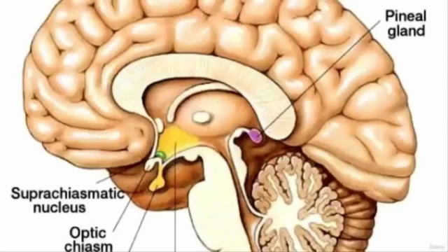 Estudo e Educação Mediúnica Volume 1 – Screenshot 4