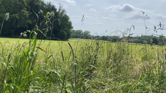 Art Challenge - Finding Inspiration in Nature – Screenshot 3