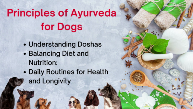 Ayurveda for Dogs: A Holistic Approach to Canine Wellbeing – Screenshot 1