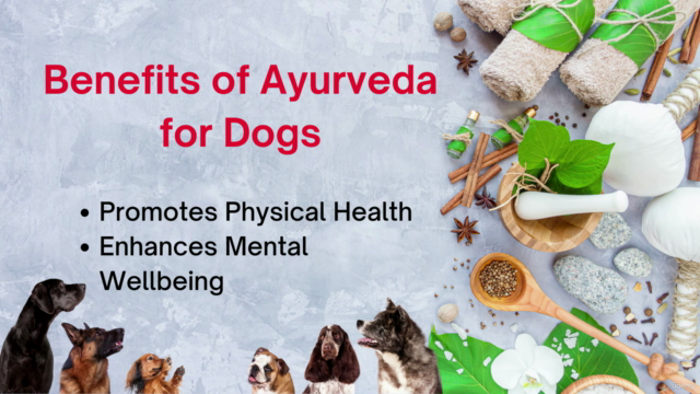 Ayurveda for Dogs: A Holistic Approach to Canine Wellbeing – Screenshot 3