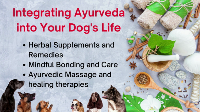 Ayurveda for Dogs: A Holistic Approach to Canine Wellbeing – Screenshot 4